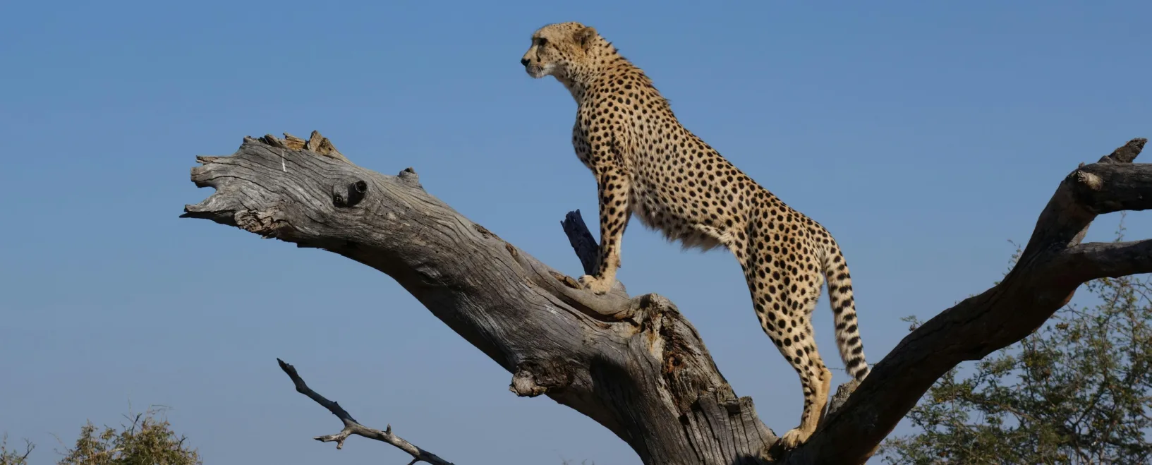 Fly Us Travel Safari Flights Kenya Cheetah2