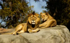 Fly Us Travel Safari Flights Kenya Lions