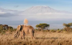 Flu Us Travel Safari Flights Kenya Kilamanjaro