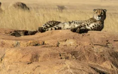 Fly Us Travel Safari Flights Kenya Cheetah