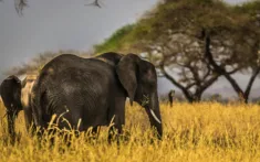 Fly Us Travel Safari Flights Kenya Elephants