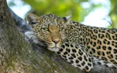 Fly Us Travel Safari Flights Kenya Leopard