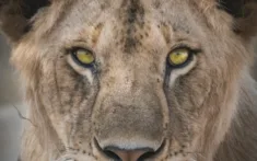 Fly Us Travel Safari Flights Kenya Lion2