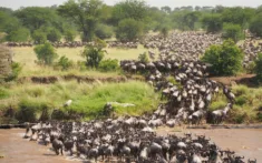 Fly Us Travel Safari Flights Kenya Migration