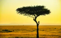 Fly Us Travel Safari Flights Kenya Serengeti