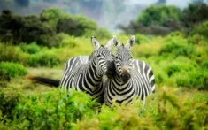 Fly Us Travel Safari Flights Kenya Zebra