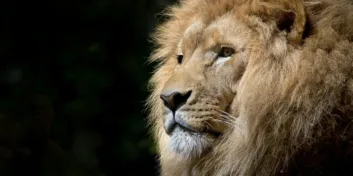 Fly Us Travel Safari Flights Kenya Lion
