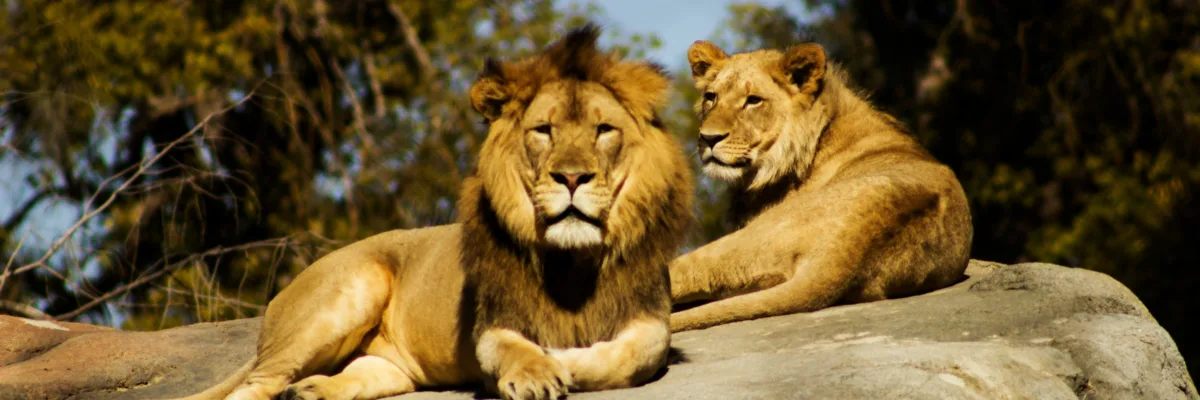 Fly Us Travel Safari Flights Kenya Lions
